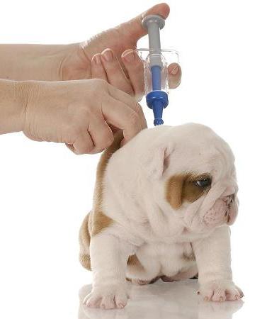 Die Notwendigkeit für die Impfung für Hunde