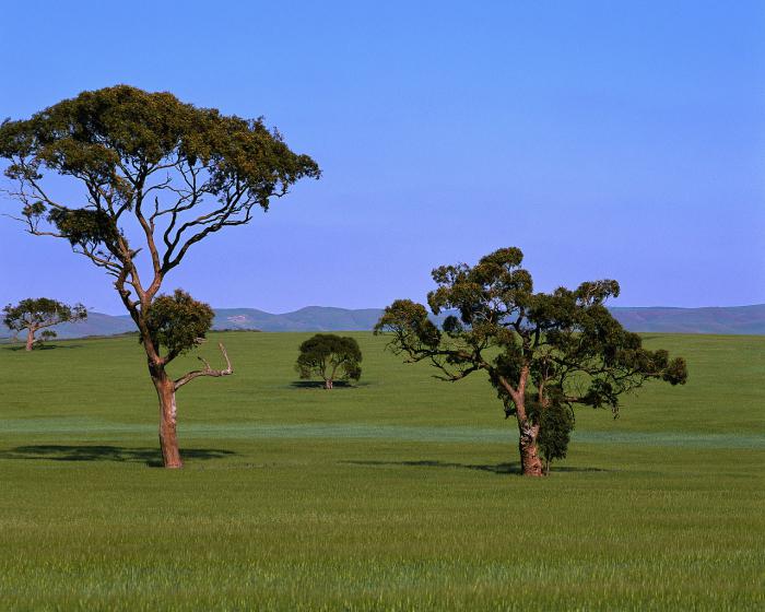 Welcher Baum ist höher: Eukalyptus oder Kastanie? Höhe von Kastanien und Eukalyptus
