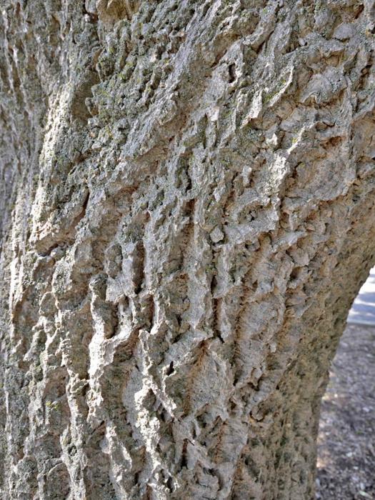 Amur Samt. Die heilenden Eigenschaften des heilenden Baumes